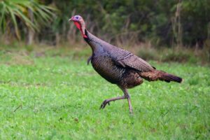 A turkey trotting